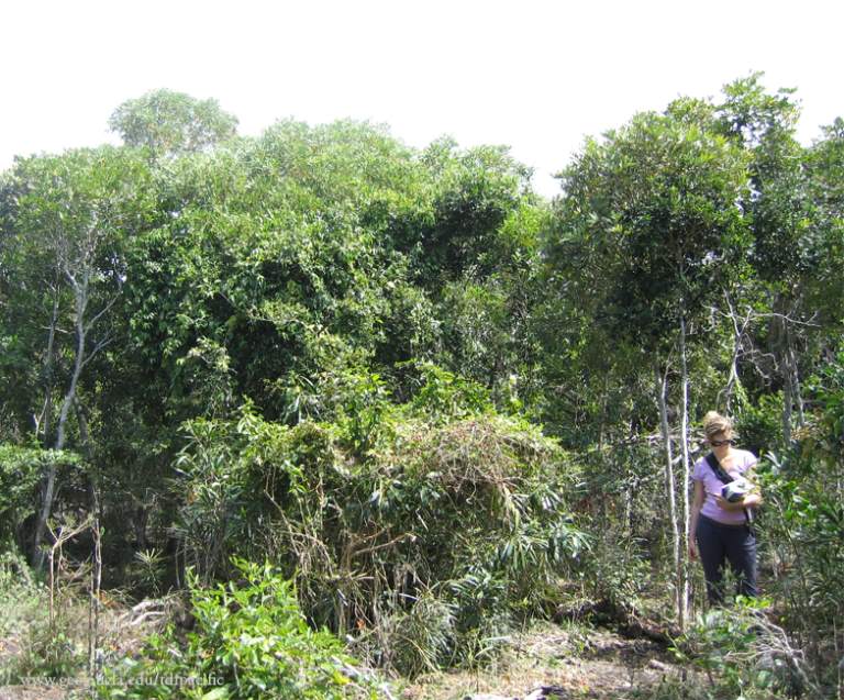 Top 10 Most Endangered Forests in World
